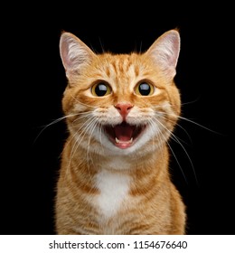 Lustiges Porträt der glücklichen lächelnden Ingwer-Katze, die mit geöffnetem Mund und großen Augen auf isoliertem schwarzem Hintergrund schaut