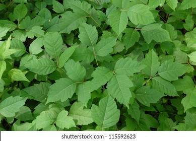  Poison ivy leaves (disambiguation)