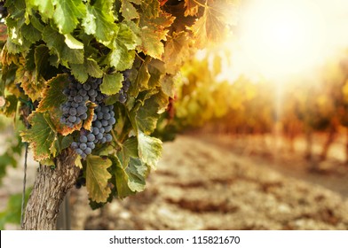 Kebun anggur saat matahari terbenam di panen musim gugur. Anggur matang di musim gugur.