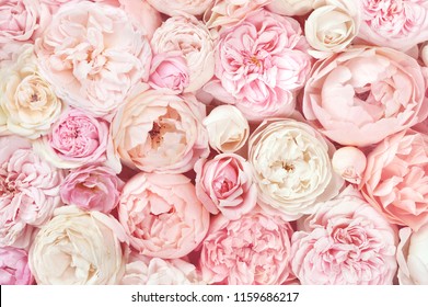 Sommerblühende zarte Rosen auf festlichem Hintergrund der blühenden Blumen, Pastell- und weiche Blumenstraußblumenkarte