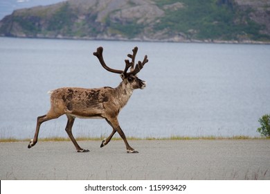 Renas selvagens correndo, Noruega, Escandinávia