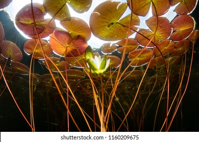 Seerosen wachsen am Rande eines Süßwassersees in Cape Cod, Massachusetts. Diese Wasserpflanzen bieten Lebensraum für viele Arten und gedeihen im Sommer in flachen, gemäßigten Lebensräumen.