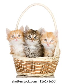 バスケットに 3 匹の小さな子猫。白い背景で隔離