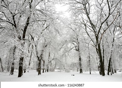 Árboles con nieve en el parque de invierno