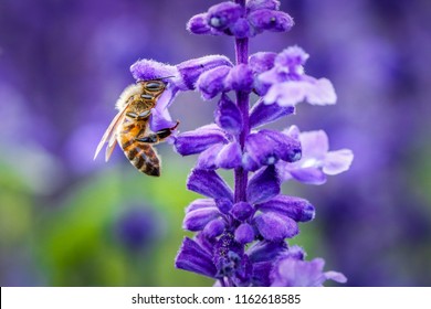 Biene auf der Suche nach Nektar von Lavendelblüten. Nahaufnahme und selektiver Fokus.