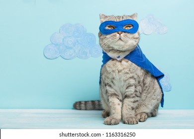Superheldenkatze, Scottish Whiskas mit blauem Umhang und Maske. Das Konzept eines Superhelden, einer Superkatze, eines Anführers