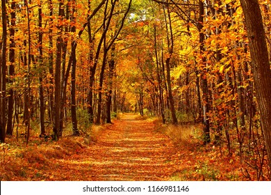 Herbstliche Waldlandschaft mit Straße aus Herbstblättern und warmem Licht, das das goldene Laub beleuchtet. Fußweg in der Szene Herbstwaldnatur. Lebendiger Oktobertag im bunten Wald, Ahornherbstbäume Straße fallen Weg