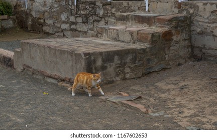 Ginger-colored cat walks on a dusty pavement near old concrete steps image with copy space in landscape format
