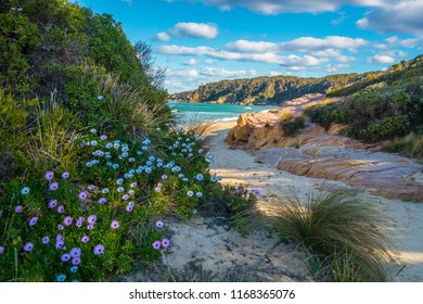 Bears Beach in het voorjaar: vanaf het vroege voorjaar beginnen de bloemen te bloeien op dit prachtige strand. De zelfgezaaide bloemen maken het strand heel bijzonder. Het strand is ook toegankelijk voor honden en ligt in NSW, Australië.