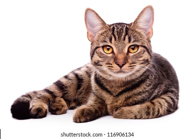 Porträt einer braunäugigen Katze isoliert auf weißem Hintergrund