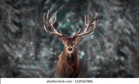 冬の雪の森の高貴な鹿のオス。芸術的な冬のクリスマス風景。