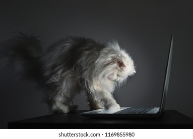 Con mèo Ba Tư trắng tò mò đang cố gắng sử dụng máy tính xách tay. Hình 3 trên 3