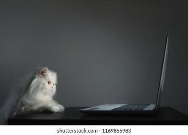 Con mèo Ba Tư trắng tò mò đang nhìn vào màn hình máy tính xách tay. Hình 1 trên 3