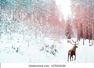 Lonely noble deer against winter fairy forest. Winter Christmas holiday image. Image toned in pink and blue color.