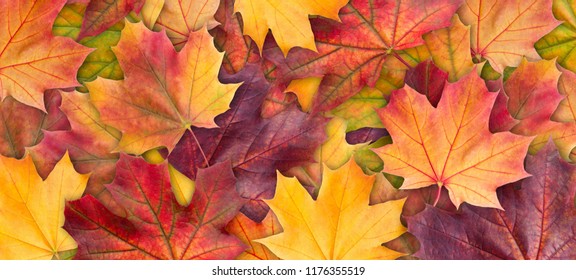 Színes háttér őszi juharfa levelek háttér közelről. Többszínű juhar levelek őszi háttér. Kiváló felbontású kép