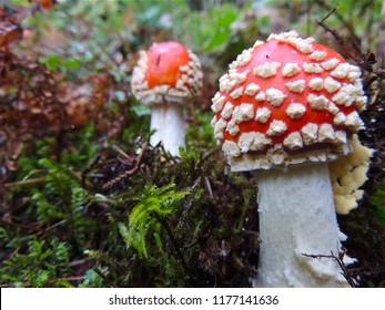 Pilze im Unterholz des Tongass National Forest in Alaska
