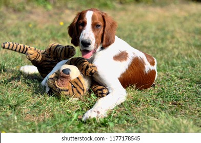 Cachorro jugando con su peluche