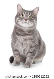 Retrato de un gato atigrado gris sobre fondo blanco. Una mascota encantadora.