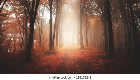 朝の光に美しい秋の森