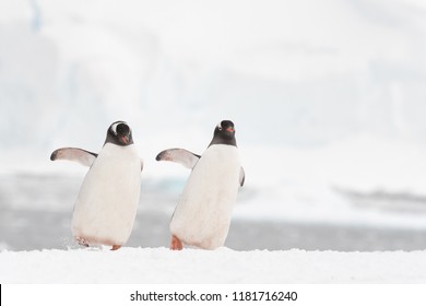 Pingüino Gentoo (Pygoscelis papua) - Bailarines sincronizados