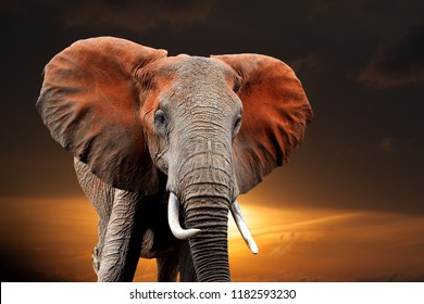 ケニア、アフリカの国立公園で日没の象