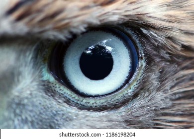 Cận cảnh mắt đại bàng, macro, mắt của Goshawk trẻ (Accipiter gentilis).