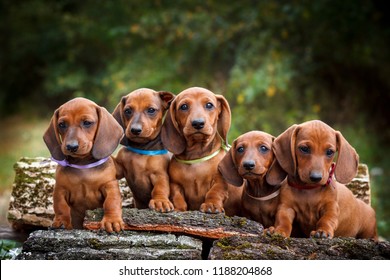 lindo cachorro dachshunds con fondo de naturaleza