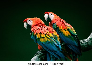 枝の上に座って大きなオウム赤コンゴウインコのペア。緑の背景に Ara クロロプテラ。野生生物と熱帯雨林のエキゾチックな熱帯の鳥。