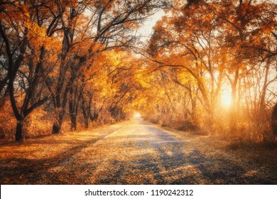 Autumn forest with country road at sunset. Colorful landscape with trees, rural road, orange and red leaves, sun in fall. Travel. Autumn background. Amazing forest with vibrant foliage in the evening