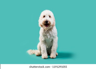 Golden Doodle on Isolated Colored Background