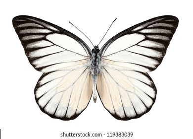 Vlindersoorten Prioneris philonome geïsoleerd op witte achtergrond