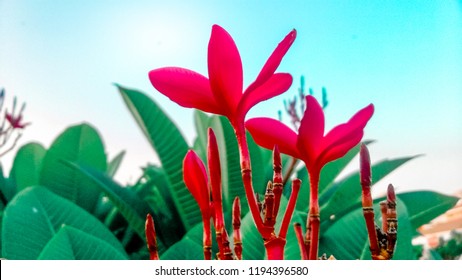 これは私の自然コレクションからの別の新鮮な写真です。青い空と緑の葉に赤い花は新鮮さを表しています。自然は本当に美しいです。