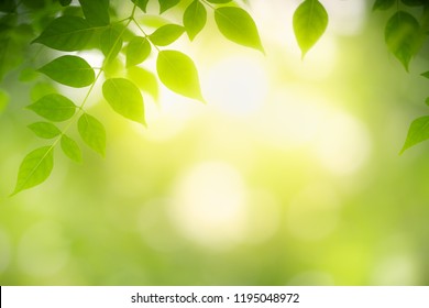Closeup nature view of green leaf on blurred greenery background in garden with copy space using as background natural green plants landscape, ecology, fresh wallpaper concept.