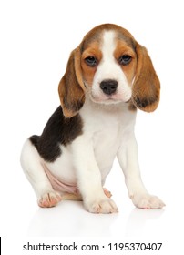 Adorable Beagle Puppy 2K wallpaper download