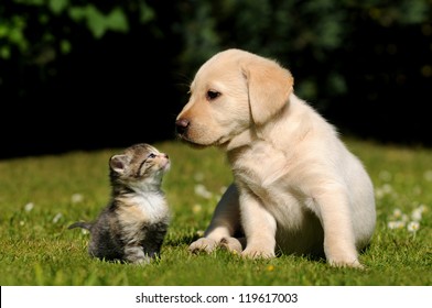 hond en kat op de weide in de natuur