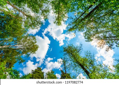 El cielo con las copas de los árboles. Ver hacia arriba desde el nivel del suelo. Hermosa naturaleza. Bosque mixto. Cielo azul con sol y nubes. Rusia, Europa.