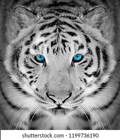 Mooi wild Siberisch tijgerportret op sneeuw met blauw oog
