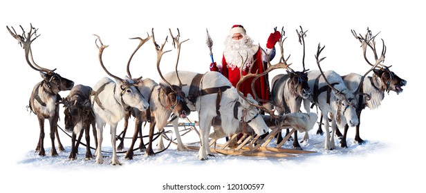 Santa Claus are near his deer in harness on the white background. He welcomes you and is waving his hand.