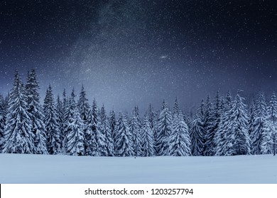 Dairy Star Trek en el bosque de invierno. Escena dramática y pintoresca. En previsión de las vacaciones. Ucrania de los Cárpatos.