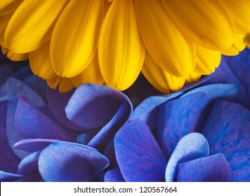 Ramo de hortensias azules y ásteres amarillos, un fondo de flores