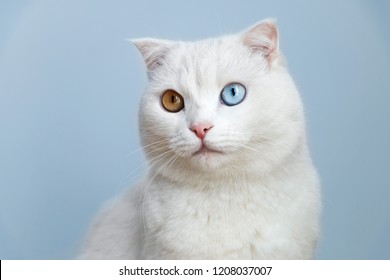 witte kat met kleurrijke ogen