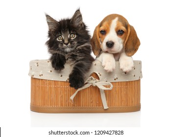Gatito y cachorro juntos en una canasta sobre un fondo blanco. Tema de animales bebé