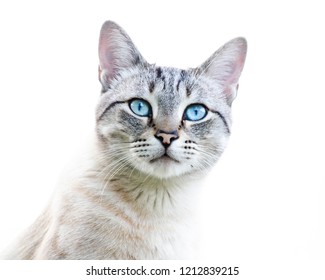 Vista de cerca del lindo gato atigrado Bengal Snow con ojos azules. Mascotas y concepto de estilo de vida. Precioso gato sobre fondo blanco.