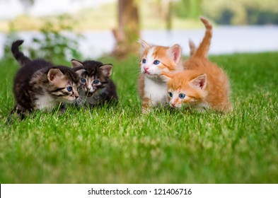 一緒に庭で遊ぶ 4 匹の子猫