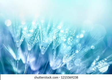 Dandelion Seeds in drops water on blue beautiful background with soft focus in nature macro. Drops of dew sparkle on dandelion in rays of light