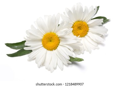 白い背景の上の美しいカモミールの花