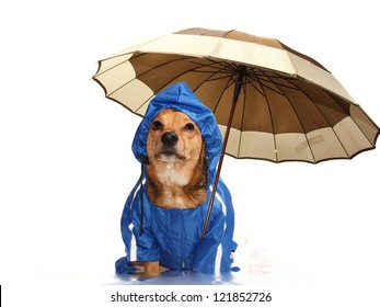 blauwe regenhond en paraplu