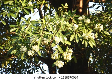 悪魔の木またはアルストニア スカラディスは、常緑で花です。