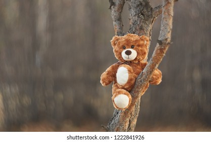 Bär Teddy lässt sich bequem auf einem Ast eines geliebten Baumes nieder und blickt mit einem Lächeln auf die Welt um uns herum. Lustiger Bär. Sanftes Bokeh. Winnie Puuh.