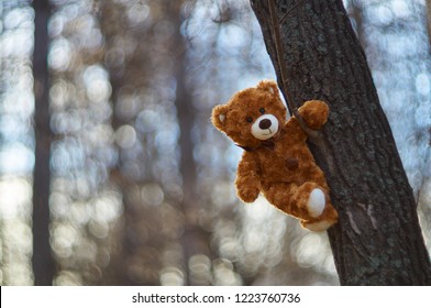 Winnie Pooh Bär hängt an einem Baum auf dem Hintergrund von verschlungenen Zweigen von Nadelwald und blauem Himmel. Teddybär kletterte wieder auf einen Baum.